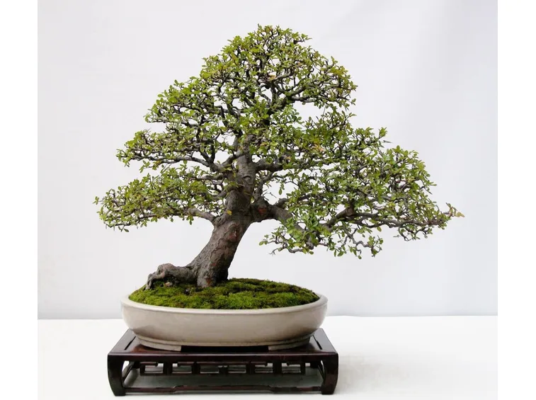Il Bonsai olmo
