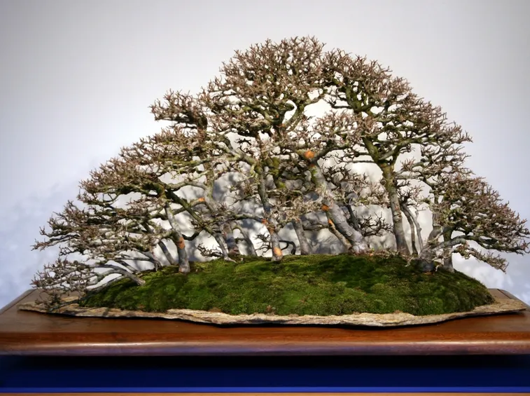 Bonsai olmo habitat