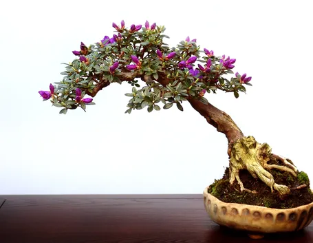Bonsai sempreverde