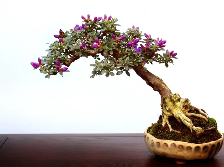 Bonsai sempreverde