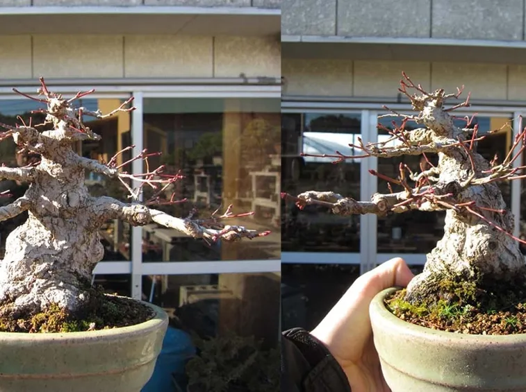 Bonsai senza foglie