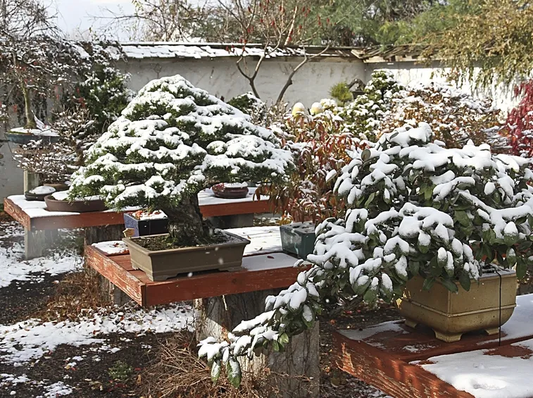 Bonsai neve