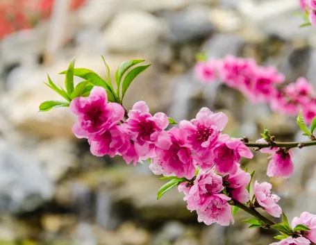 Bonsai pesco in fioritura