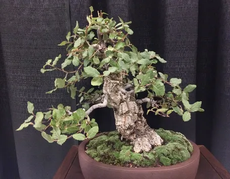 Bonsai quercia