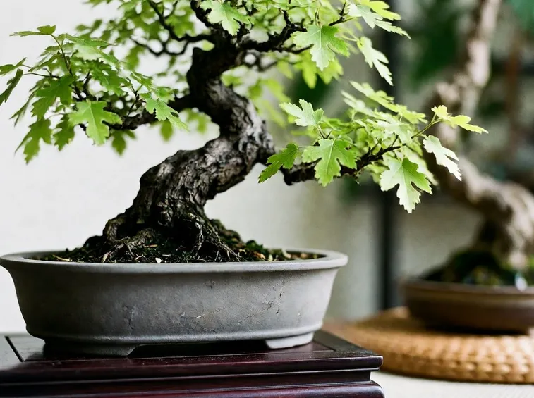 Bonsai quercia estate
