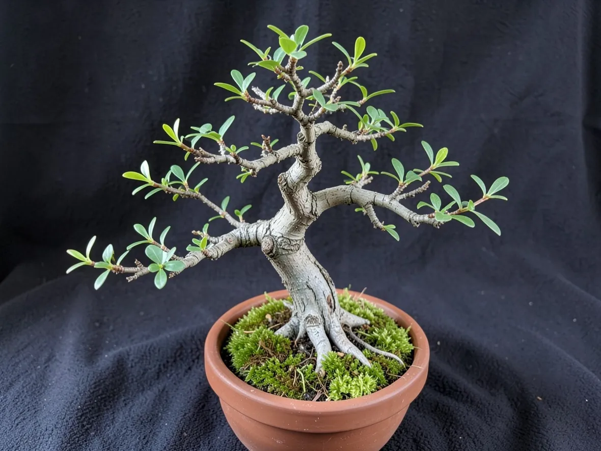 Bonsai quercia