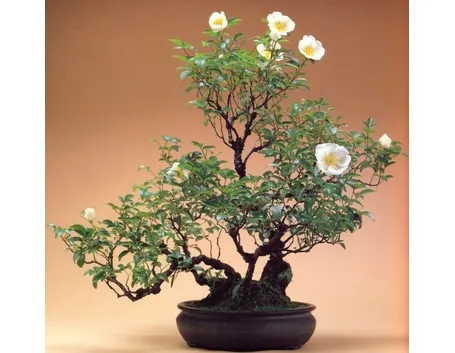 Bonsai rose