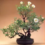 Bonsai rose