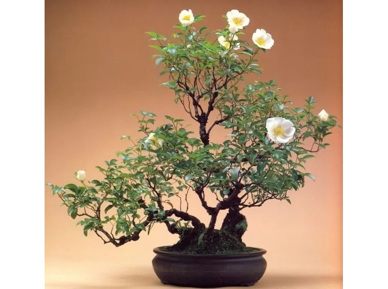 Bonsai rose