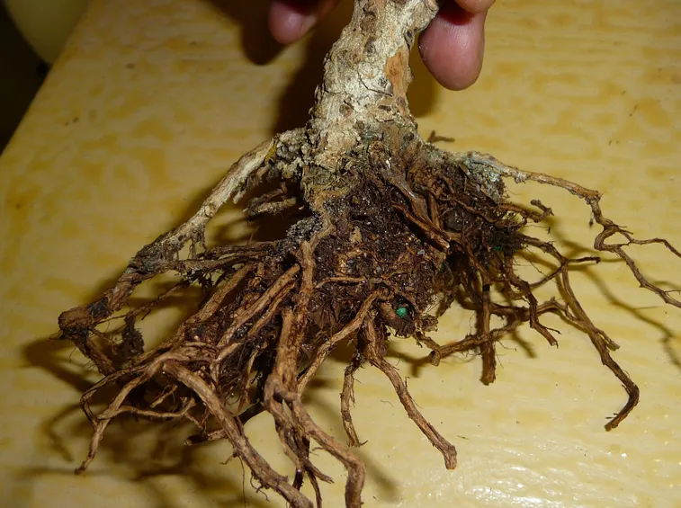 Radici bonsai