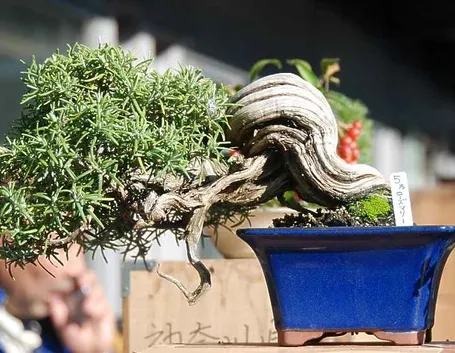 Bonsai con tronco intrecciato