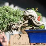 Bonsai con tronco intrecciato
