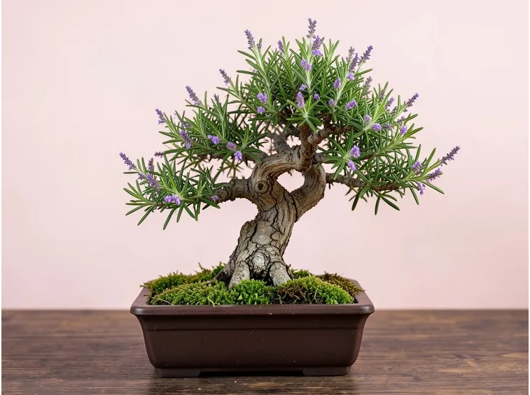 Bonsai di rosmarino perfetto