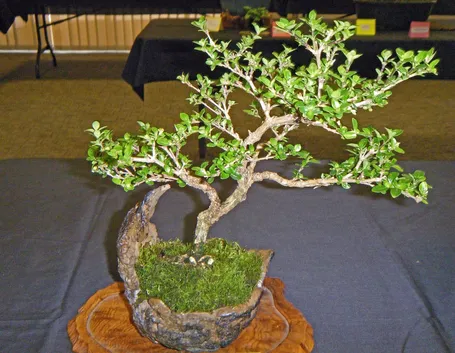 Il Bonsai serissa