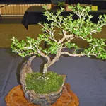 Il Bonsai serissa