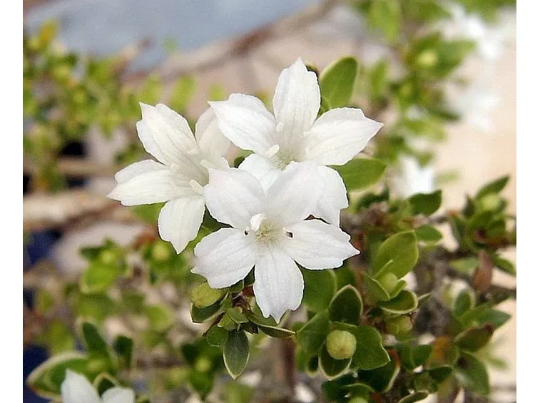 Il Bonsai serissa in fiore