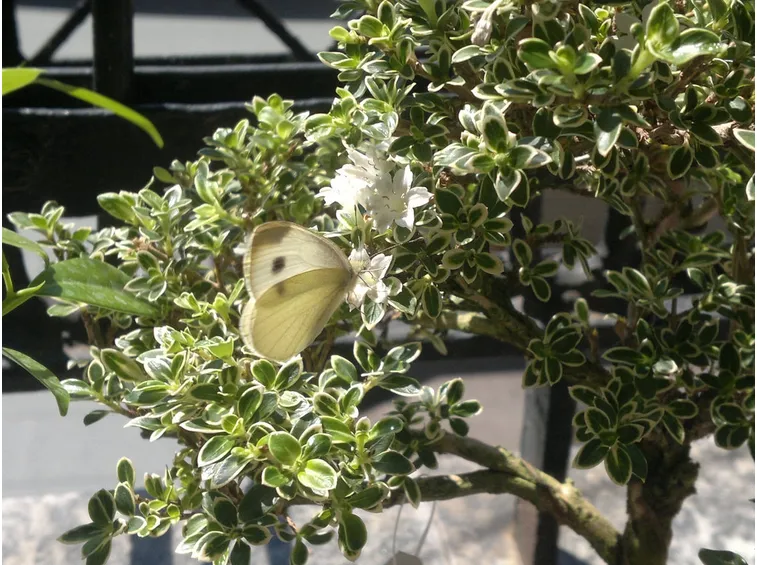 Bonsai serissa