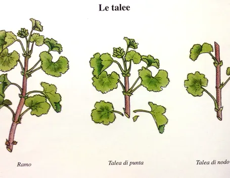 Coltivazione per talea