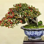 Bonsai cotoneaster