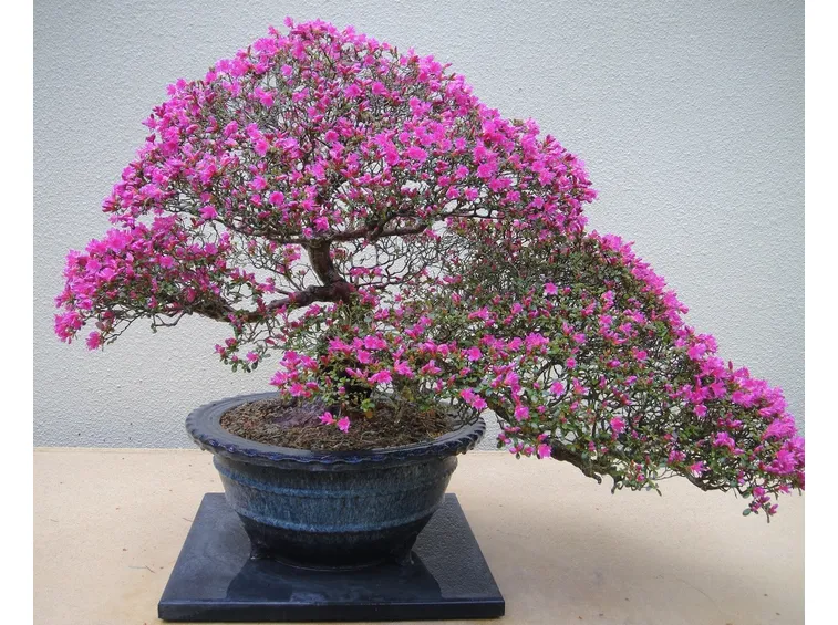Azalea pianta bonsai
