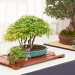 Piante bonsai