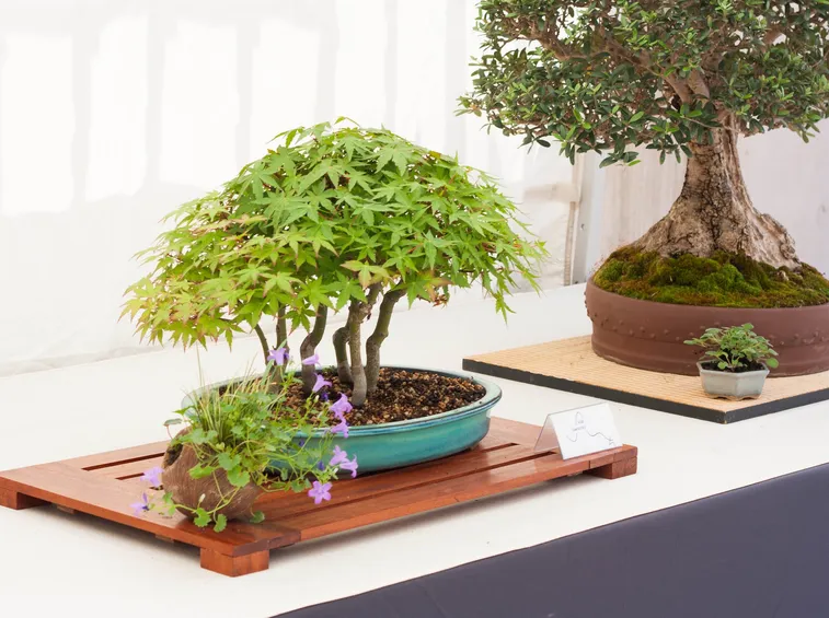 Piante bonsai