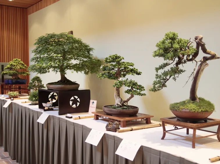 Esposizione bonsai