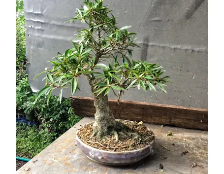 Pianta di Ficus bonsai