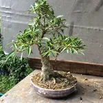 Pianta di Ficus bonsai