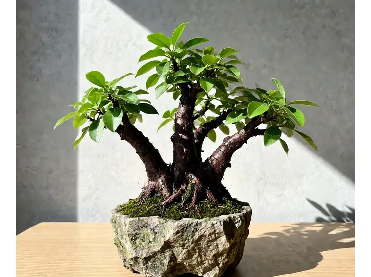 Ficus bonsai con chioma potata