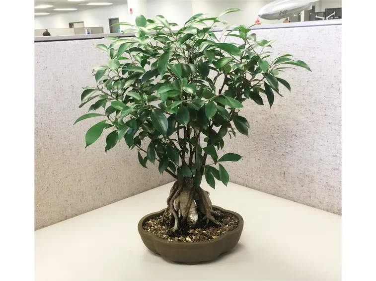 Tipologia di Ficus bonsai