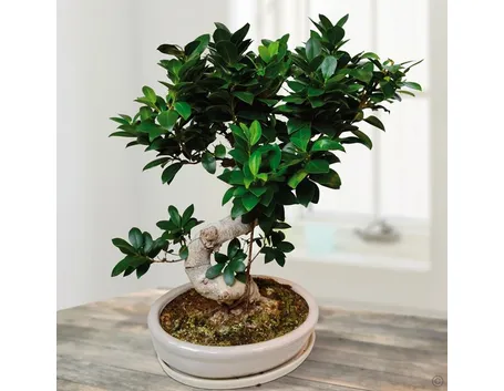 Foglie di Ficus retusa