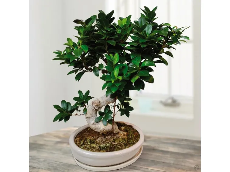 Foglie di Ficus retusa