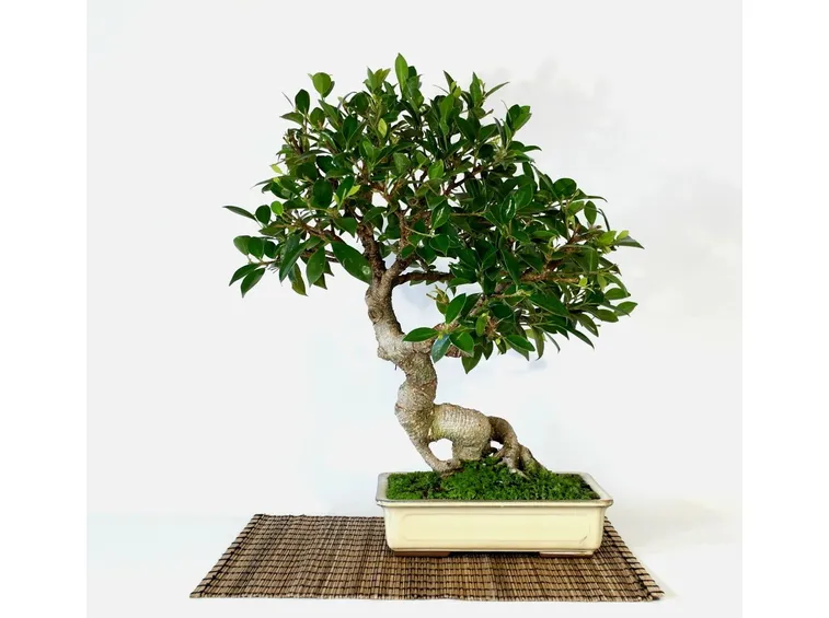 Esemplare di Ficus retusa