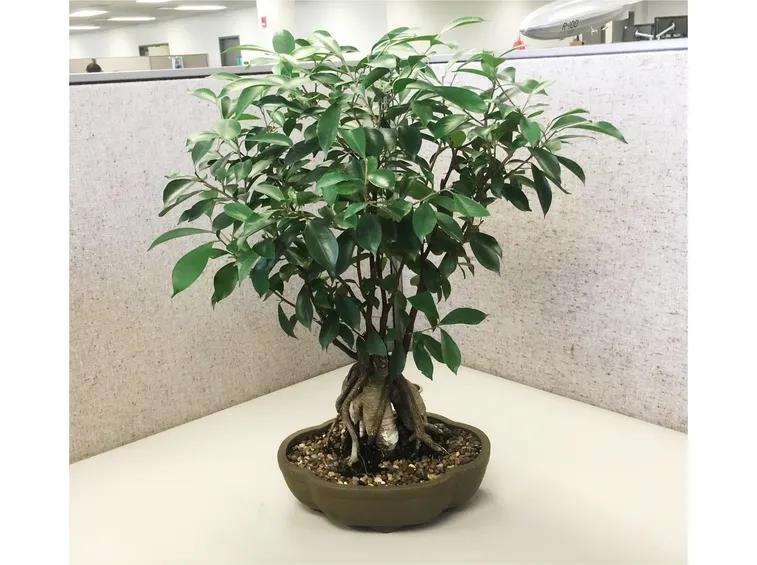 Ficus retusa