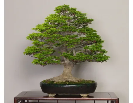 bonsai cura
