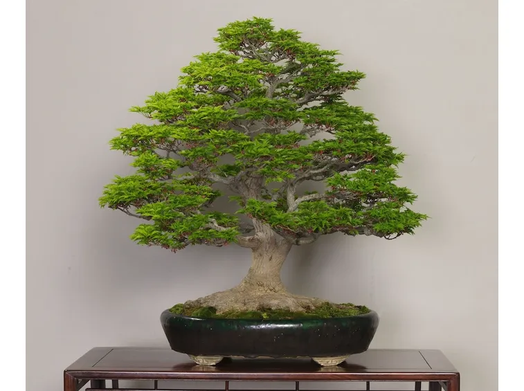 bonsai cura