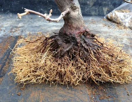 Rinvaso bonsai