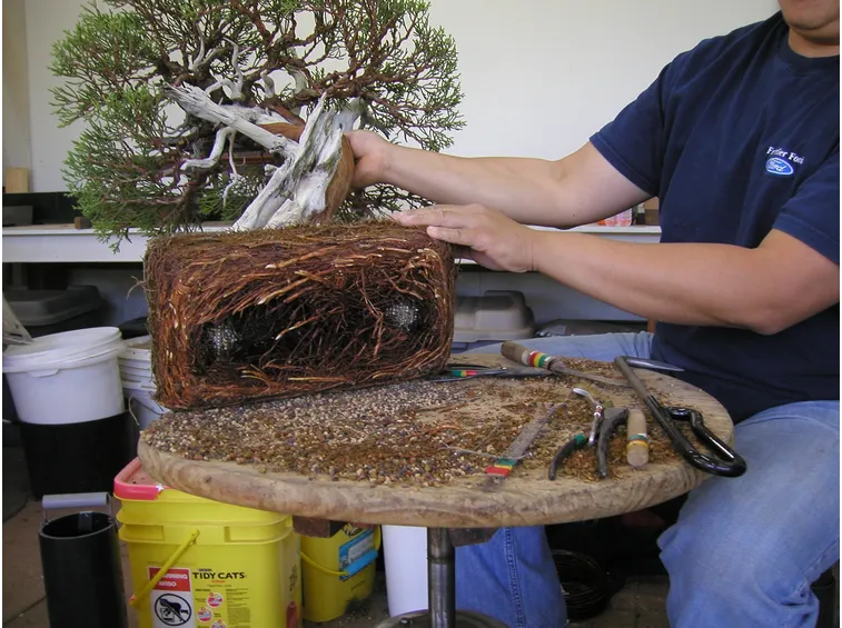 Radici bonsai
