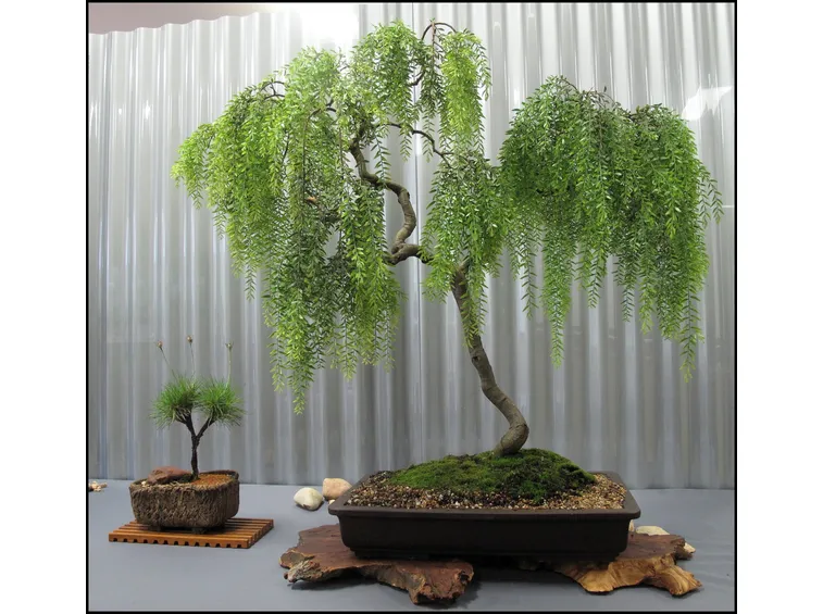 Bonsai salice piangente