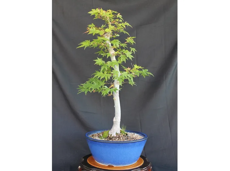 Esemplare bonsai interno