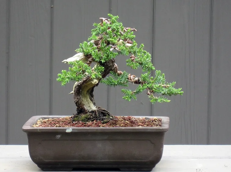 vaso con bonsai