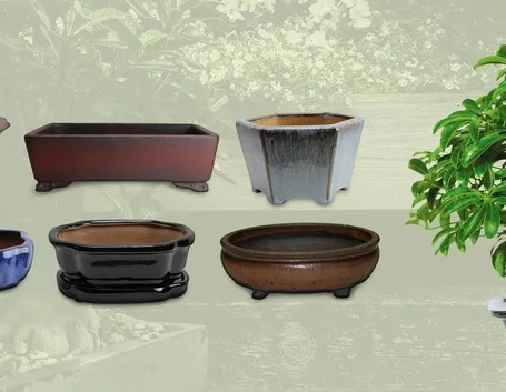 Vasi bonsai