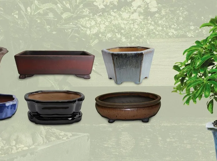 Vasi bonsai