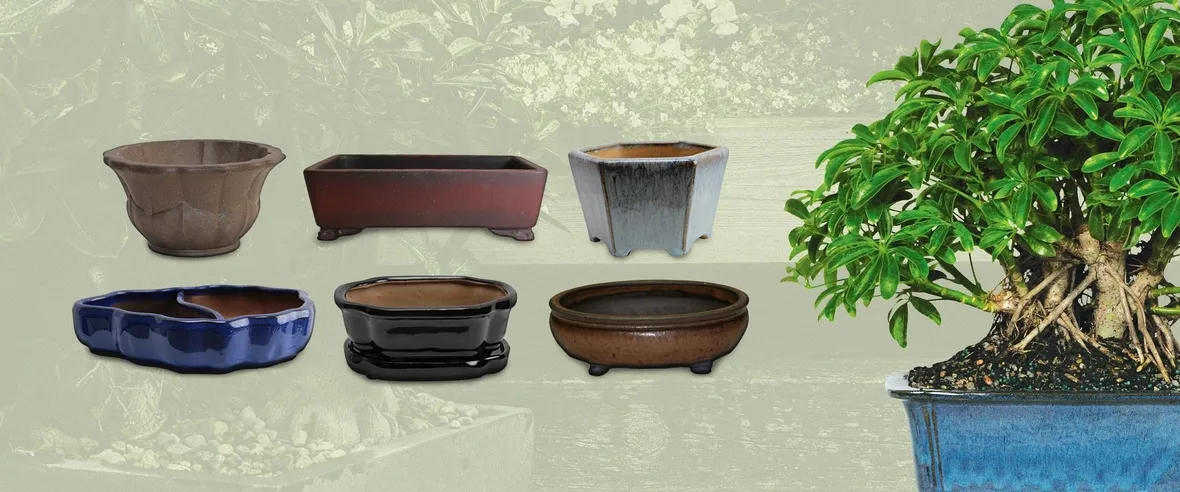 Vasi bonsai