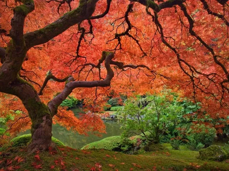 Acero giardino