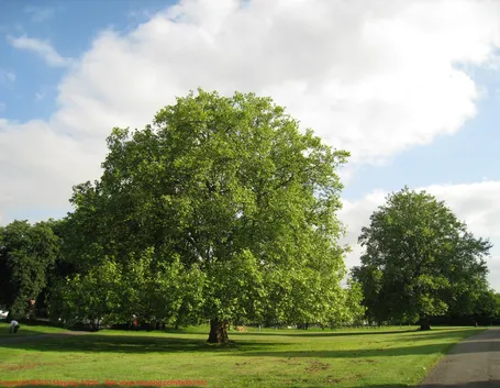 esempio di albero a foglie caduche