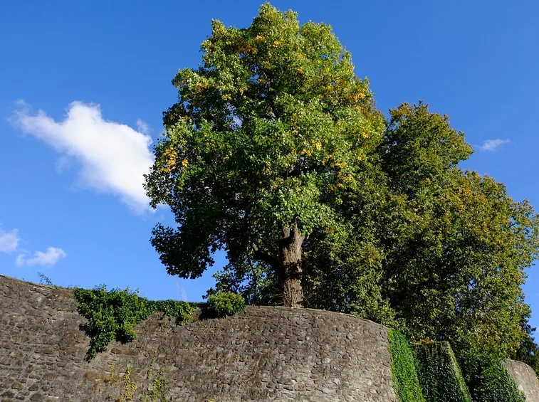 albero a foglie caduche