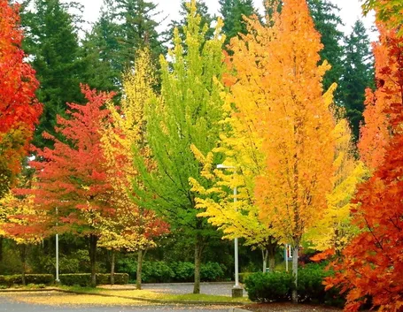 Alberi caducifoglie in autunno
