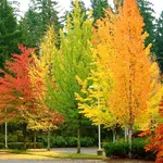 Alberi caducifoglie in autunno
